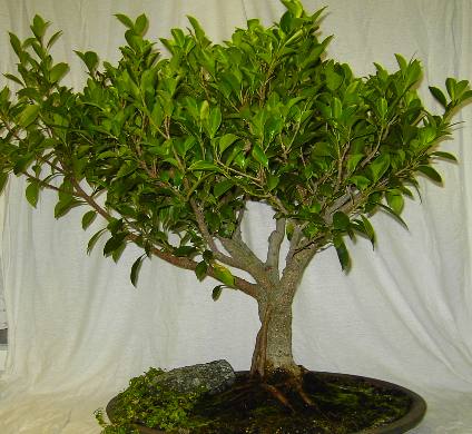 Ficusganzb.jpg
