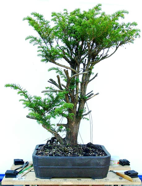 Taxus-baccata-01.jpg