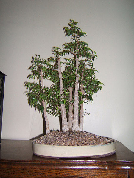 Ficus