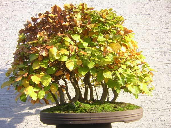 im Herbstlaub