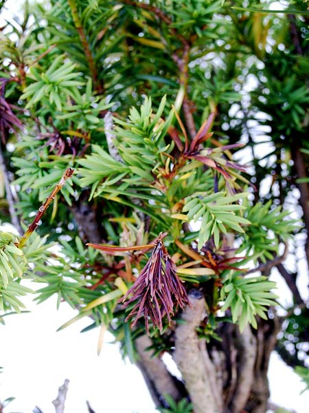 Taxus-baccata-04.jpg
