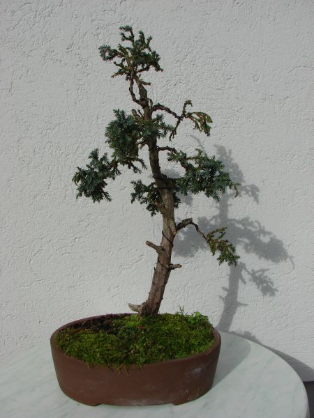 Wacholder-Nov07.jpg