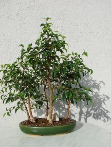 Ficus-Nov07.jpg