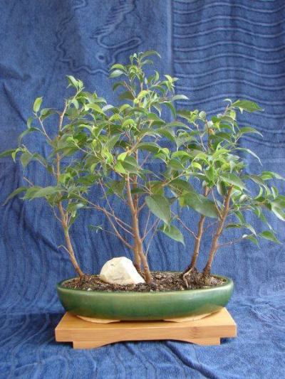 Ficus-April07.jpg