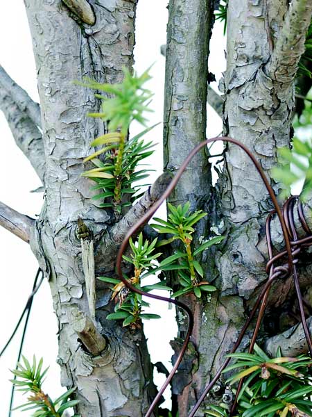 Taxus-baccata-06.jpg
