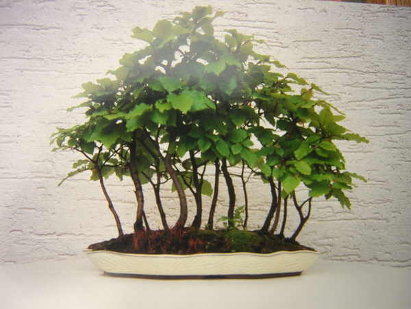 so sah der Wald im August 1989 aus