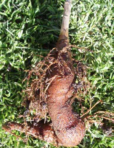 baobab_wurzel_klein Kopie.jpg