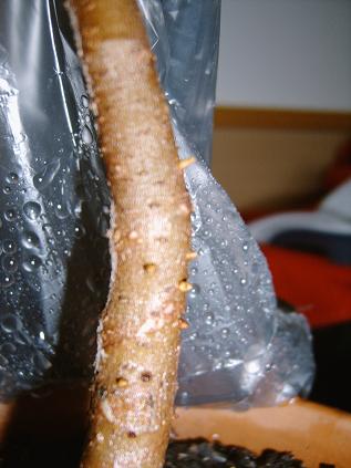 IMG00017.JPG