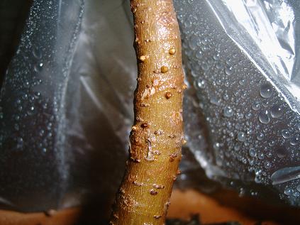 IMG00012.JPG