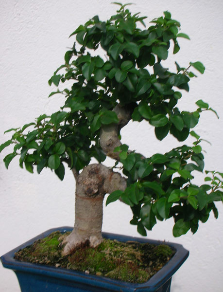 Liguster-10-07-4.jpg