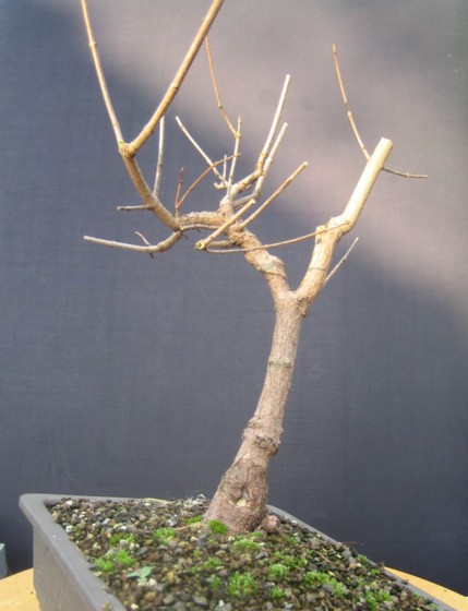 acer ginale seit 2005 in der mangel   ;-)))
<br />im winter von 2005/2006 haben die mäuse die knospen abgebissen, sodass er gerade noch durchgekommen ist ....