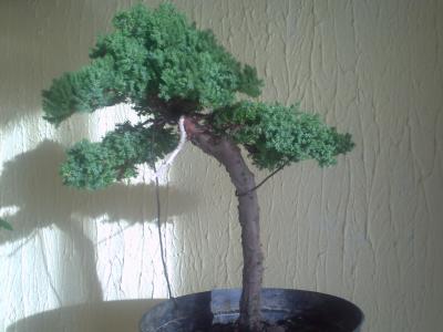 PICT0040~1.JPG