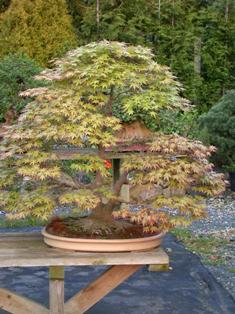 Acer May06.jpg