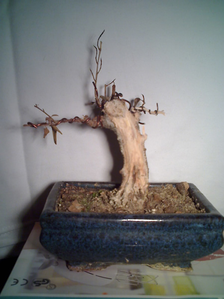Ficus-verkackt.jpg