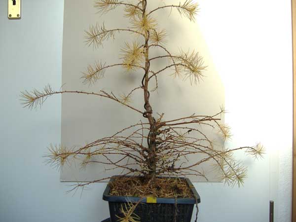 2007_1202Lärche_Dezember070007.jpg