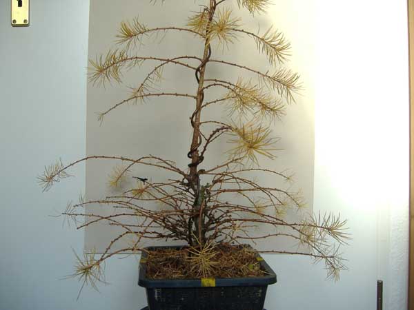 2007_1202Lärche_Dezember070006.jpg