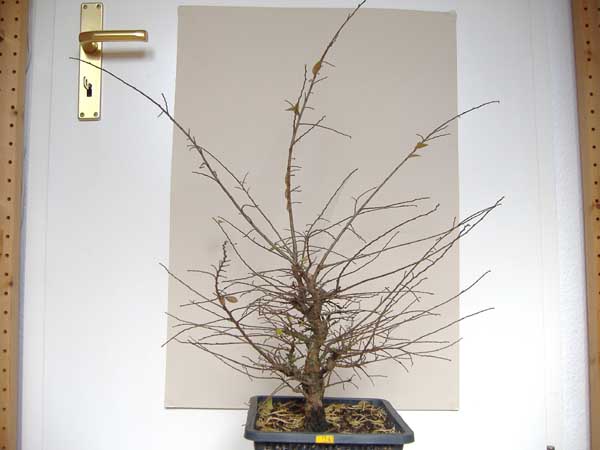 2007_1202Ulme_Dezember070009.jpg