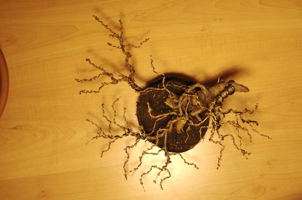 Larix_top_600x398.jpg