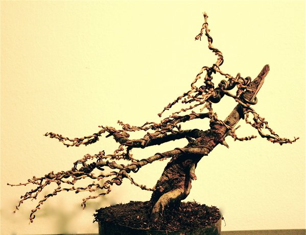 larix_front_599x460.jpg