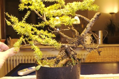 larix-ib%E4_400x265.jpg