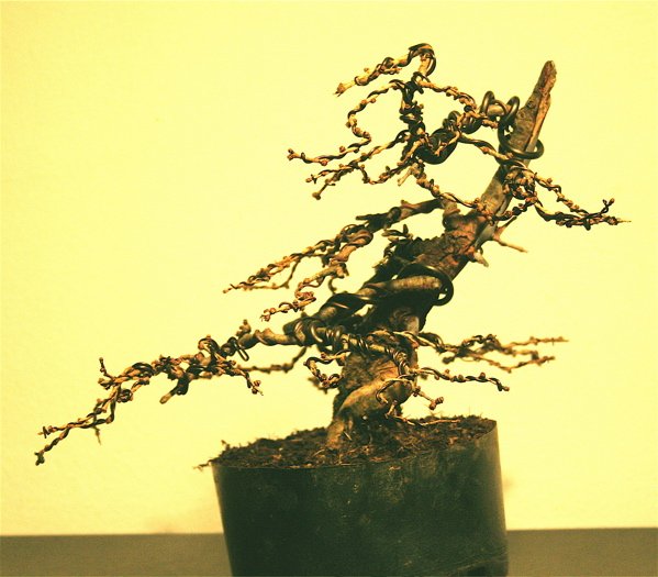 larix_forum_599x525.jpg