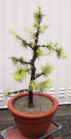 larix decidua201 16-8-2004.jpg