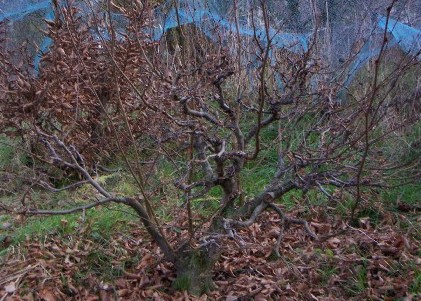 Frühjahr 2007