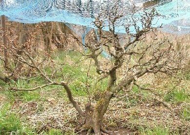 Frühjahr 2006, Krone ausgelichtet
