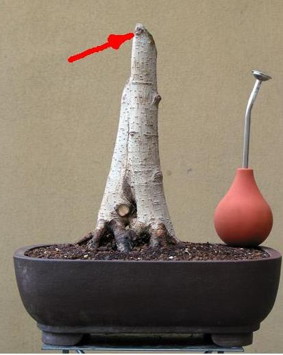 ficus.JPG