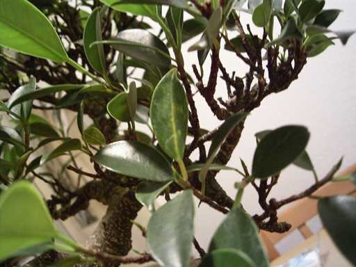 Hier sieht man, wie sich immer noch ein Blatt verfärbt. In ein zwei Tagen wird es abfallen.