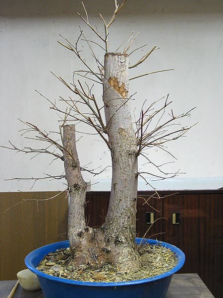 ulmus_1.jpg