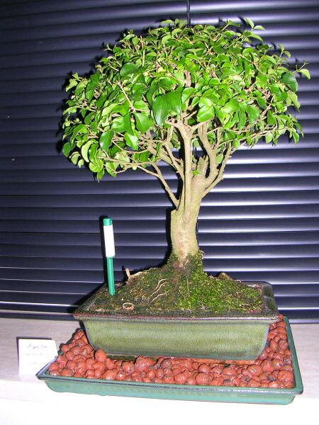 DSCN1167.jpg