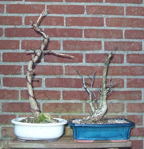 ginkgo bilboa and quercus robur.JPG