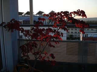 k-k-DSC00542.JPG
