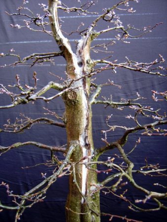 buche 010.jpg