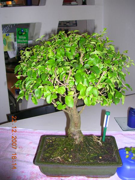 DSCN1173.jpg