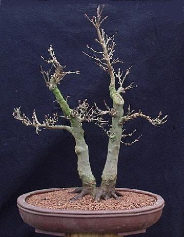 twin_tri_re_pot_.jpg