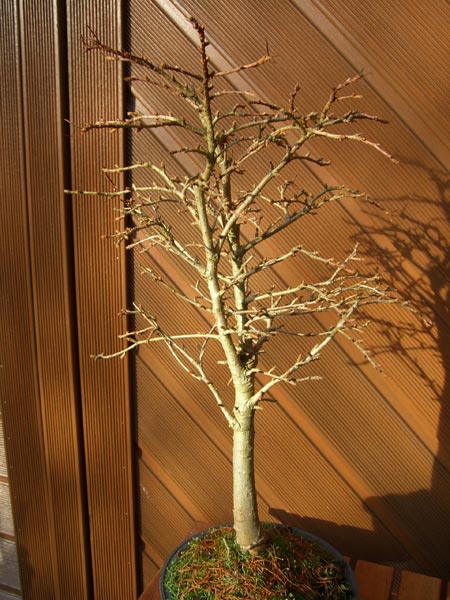 Goldlärche-3.jpg