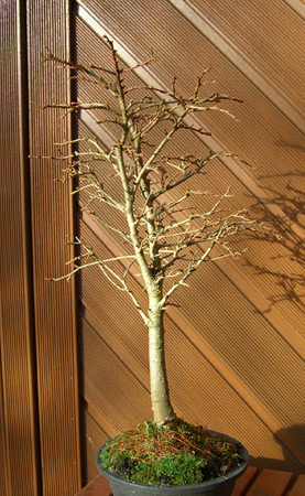 Goldlärche-1.jpg