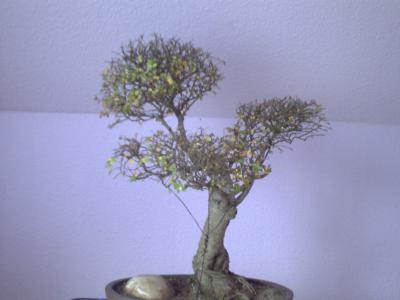 So ,das ist zwar nicht der gleiche Baum ,aber er hatte genau die selbe Form .(habe zwei von den Ulmen darmals gekauft)