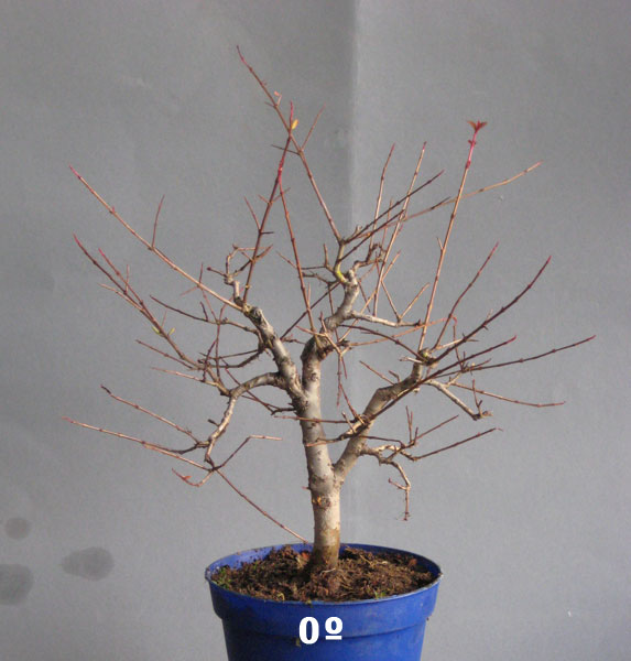 punica1.jpg