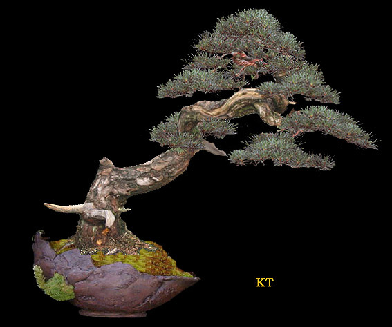 Chris_Przyby_pinus_2.jpg