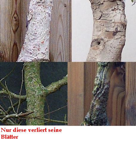borke Ulme.JPG