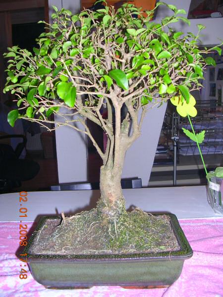 DSCN1219.jpg