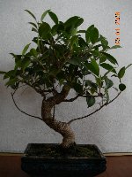 Hier endlich mein kleiner Bonsai