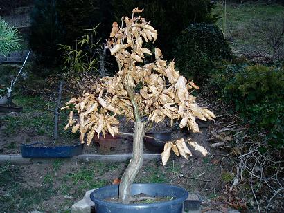 Yamadori Rotbuche Jan.08 8.JPG