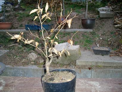 Yamadori Rotbuche Jan.08 5.JPG