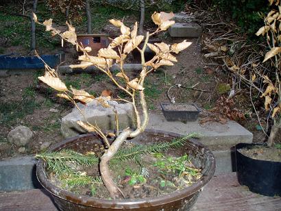 Yamadori Rotbuche Jan.08 3.JPG