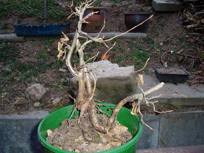 Yamadori Hainbuche Jan.08 1 (2).JPG