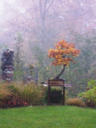 herbstbuche1.jpg